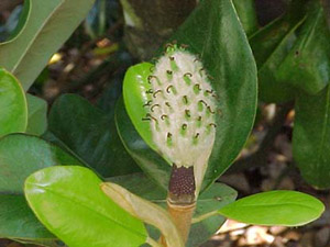 Southern magnolia seed pod